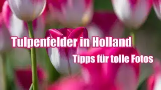 🌷🌹 Tulpenfelder in Holland entdecken und fotografieren 💐🌷