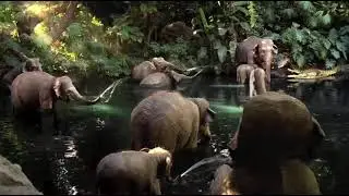 2011 Walt Disney World Commercial - Wild 4 Disney 