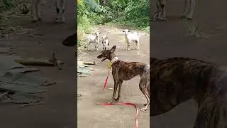 Amiga meets a family of goats. #dog #spanishgreyhound #galgo #goat