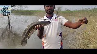 Marral fishing | snekhead fishing | full video |new bite casting rod & reel | FS fishing.