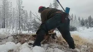 Ported Stihl 661 Falling a Frozen Pine