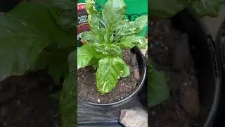 Black Thumb turning GREEN? 😮