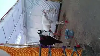 सारंखेड नंदुरबार जिल्हा मे घोडाबाजार 70 साल होत देश विदेश से लोग घोडा खरेदी करणे आते हे