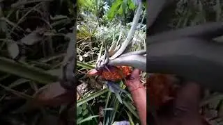 Harvesting pineapple live. #pineapple #farmproducts #organicfarming #birdline #andaman #dearelai
