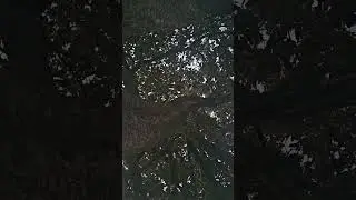 A DOSE OF LOVE ❤️ FROM THE TREES 🌳