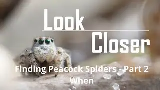 Finding peacock spiders Part 2 - When