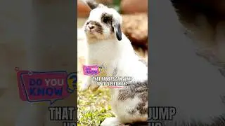 Amazing Rabbit Facts! 🐰 #shorts #rabbit