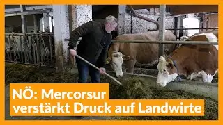 N&Ouml;: Mercorsur verst&auml;rkt Druck auf Landwirte