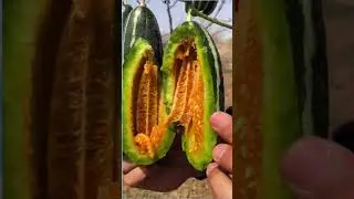 🍊Satisfying Clips | Ninja Cutting Satisfying #shorts #Shorts #satisfyingclips