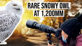 Bird Photography with Fujifilm 100-400mm Telephoto Lens + 2x Teleconverter