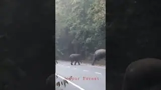 Joypur Forest Elephant 🦣🦣