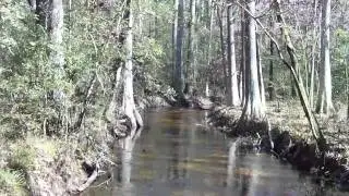 Biggest Tree in Texas? Indian Creek Forest