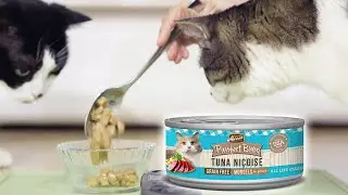 Cat Food Taste Test | Merrick Purrfect Bistro Grain Free Tuna Nicoise Morsels In Gravy | 🎧 ASMR Cats