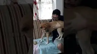 LOL Dog&rsquo;s Funniest Reaction 😂😂🐕 #shorts #ytshorts #leo #dbrownmixstudio #dog