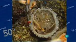Senderos Isleños | La Graciosa (1997)
