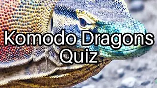 Test Your Knowledge: 🤔 Komodo Dragons Facts You Never Knew! 🦎