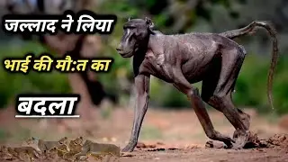 बबून बंदर ने लिया अपने भाई की मौ:त का बदला | Baboon monkey vs 🦁 lion