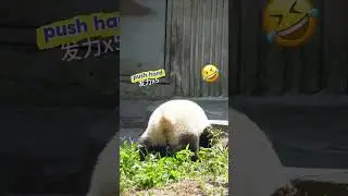 Panda sticks its butt out, strains to poop. Once done, instant relief&mdash;slumps down, cozy. #panda