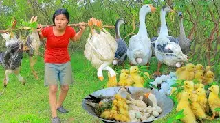 survival in the rainforest - Found Goose egg and Chicken in forest- Fried Goose egg eating delicious