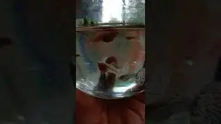 Pandatous White snake skin cobra