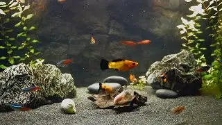 Aquarium Piano Music & Water Sounds | Deep Relaxation, Stress Relief & Calm Fish