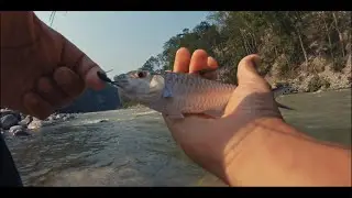 Fly fishing in Sikkim, Teesta river. Nymphing for copper mahseer (katley) and Snow trout(asala)