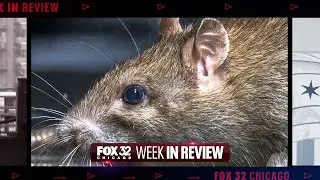 Pension payment debate, Chicago's rat solution & Morgan Freeman's blues show | Week in Review