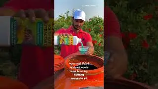 Attract Honey Bee In Pomegranate | Kutchh | Blake Shelton #viral #honeybee #pomegranate