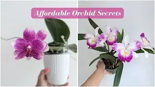 Affordable Orchid Collecting 🌸💲: Save Big & Grow More Orchids!