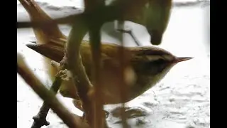 Close-up of Moustached Warbler - 2