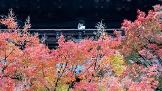日本 京都紅葉 (Vlog #5) 南禪寺 伏見稻荷 | Beautiful autumn in Nanzen Temple, Fushimi Inari Taisha, Kyoto, Japan