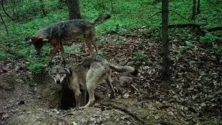 Adult wolf couple having no pups