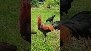 Bintang Lapangan : Ayam Bangkok Sumatra❗  #rooster #ayam #chicken #animals #nature