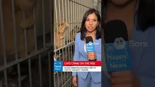 Cats crime on the rise