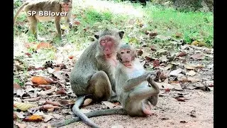 Baby Monkey Funny - SP BBlover - Now Become Fat Boy In Group