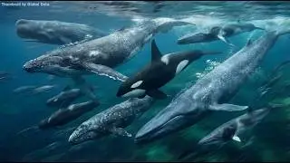 Fastest Whales Speed Comparison (3D Animation)