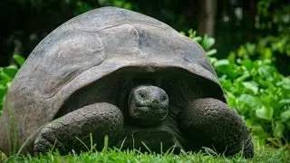 The Ancient Wanderer: Secrets of the Tortoise&rsquo;s Timeless Journey