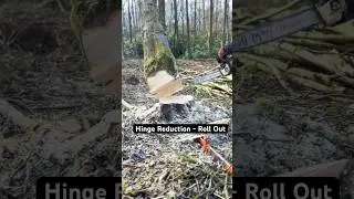 Student PERFECTLY Fells Hung Up Tree #treefelling