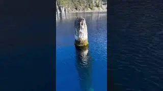 The Old Man  #craterlake #CraterLake#OldManOfTheLake#Oregon#NaturalWonders#TravelOregon#NatureShorts