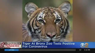 Bronx Zoo Tiger Tests Positive For COVID-19