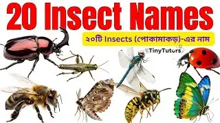 20 Insects Name 🐜🦋 | পোকামাকড়ের নাম | Learn Insects for Kids | Tiny Tutors Bangla
