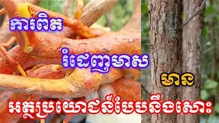 ការពិតរំដេញមាសមានអត្ថប្រយោជន៍បែបនេះសោះ