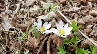 The Bold and Beautiful, Bloodroot