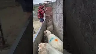 ВНИМАНИЕ! От подсчета овец вас клонит в сон.