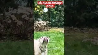 n&atilde;o pega meu brinquedo #pitbull #pitbulls #pitbulldog #cachorro #cachorros #viral #viralvideo #short