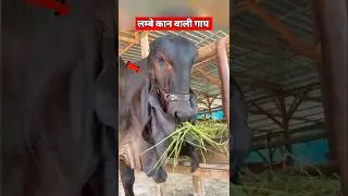 लम्बे कान वाली गाय 🤚 | #shorts