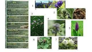 Important High Altitude Medicinal Plants of India