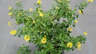 Tri&aacute;lis (Galphimia brasiliensis)