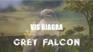 VIS RIAGRA - Grey Falcon song