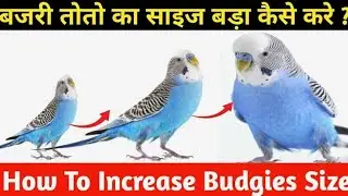 How To Increase Budgies Size | Bajri Toto Ka Size Kase Badhaen | Birds Size Increase kaise karen